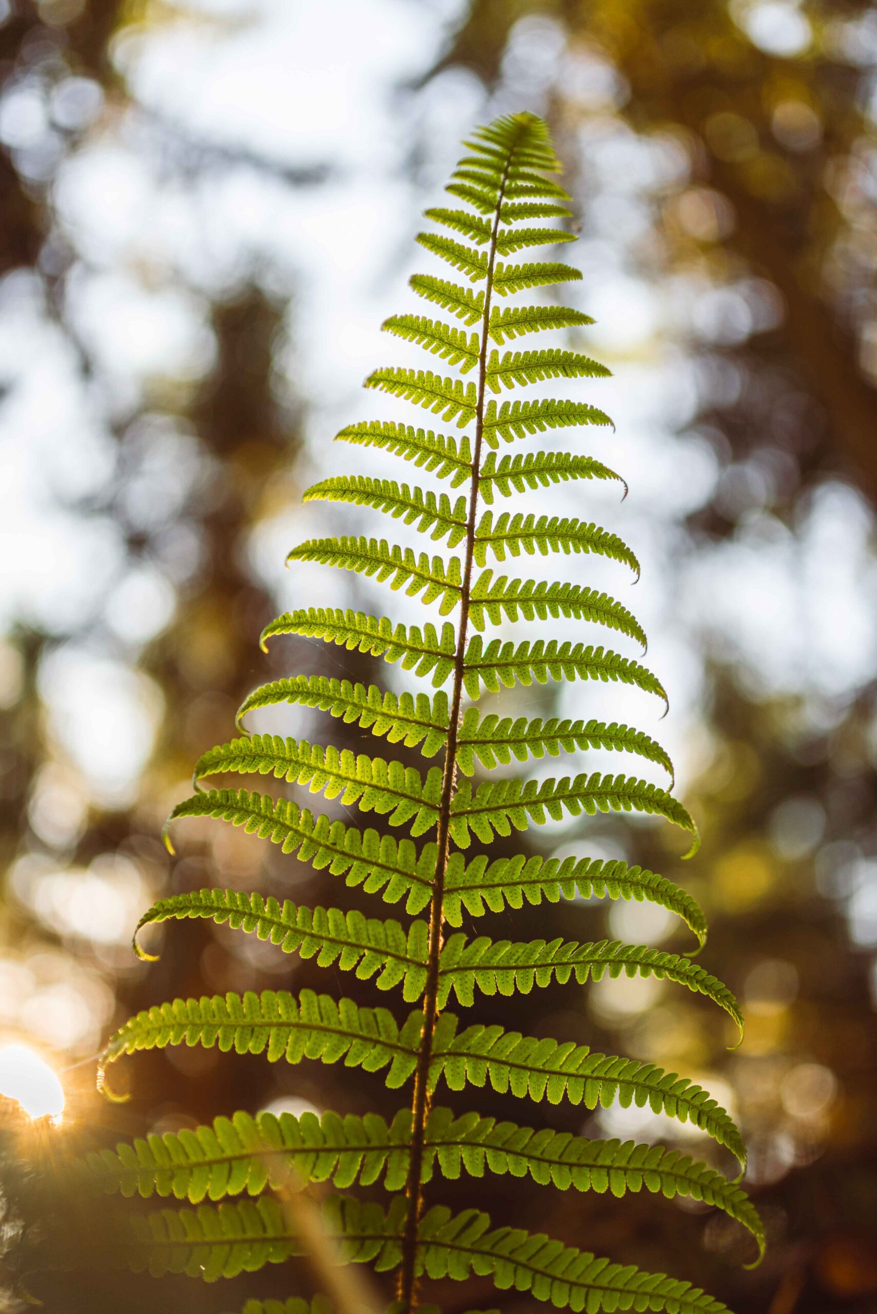 fern-leaf-close-up-against-sun-light-in-forest-2023-11-27-05-07-32-utc