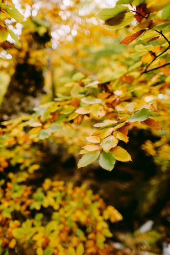 autumn-leaves-in-forest-fall-season-2023-11-27-05-31-09-utc
